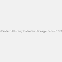 Amersham ECL Western Blotting Detection Reagents for 1000cm2 membrane